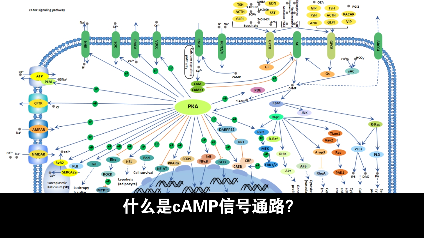 cAMP信号通路哔哩哔哩bilibili