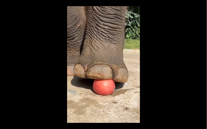 【解压视频】大象重重脚～水果粉碎者