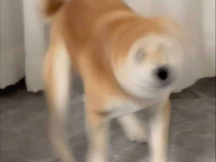 遛狗的第一步是要抓住狗