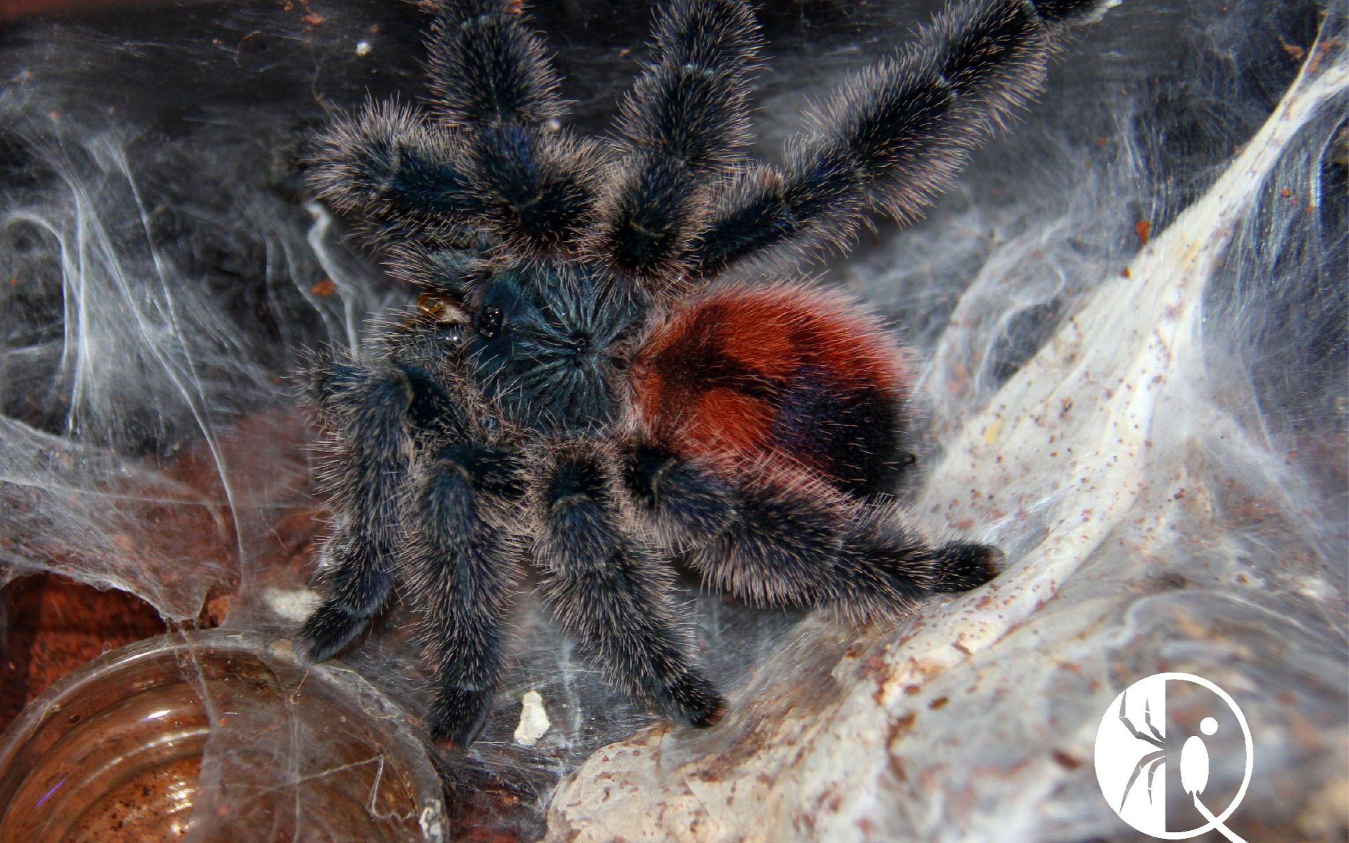 【祁one】大型毛绒玩具玛瑙斯粉趾请求出战!