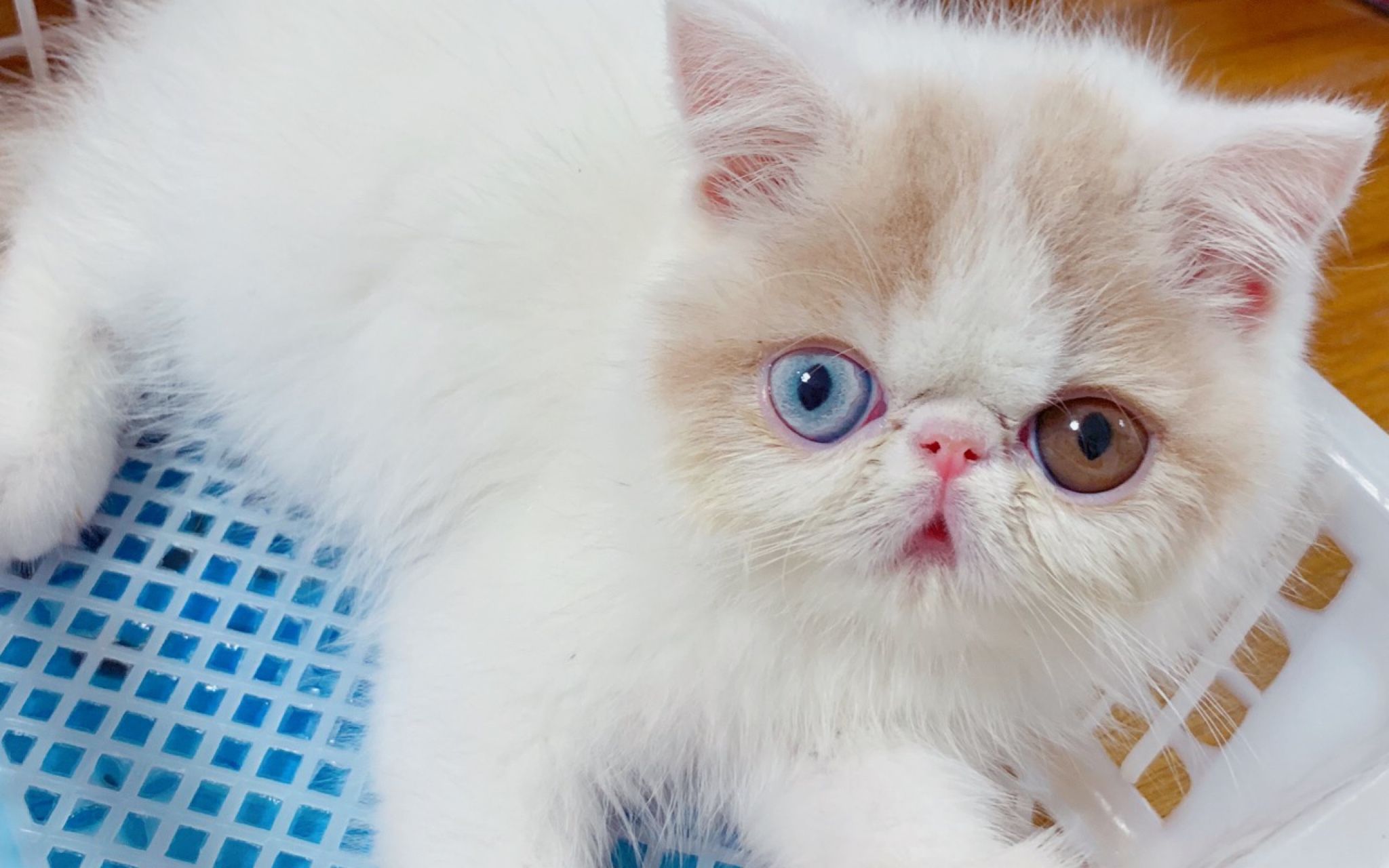 异瞳加菲小橘猫vlog1-家里萌宠三个小伙伴