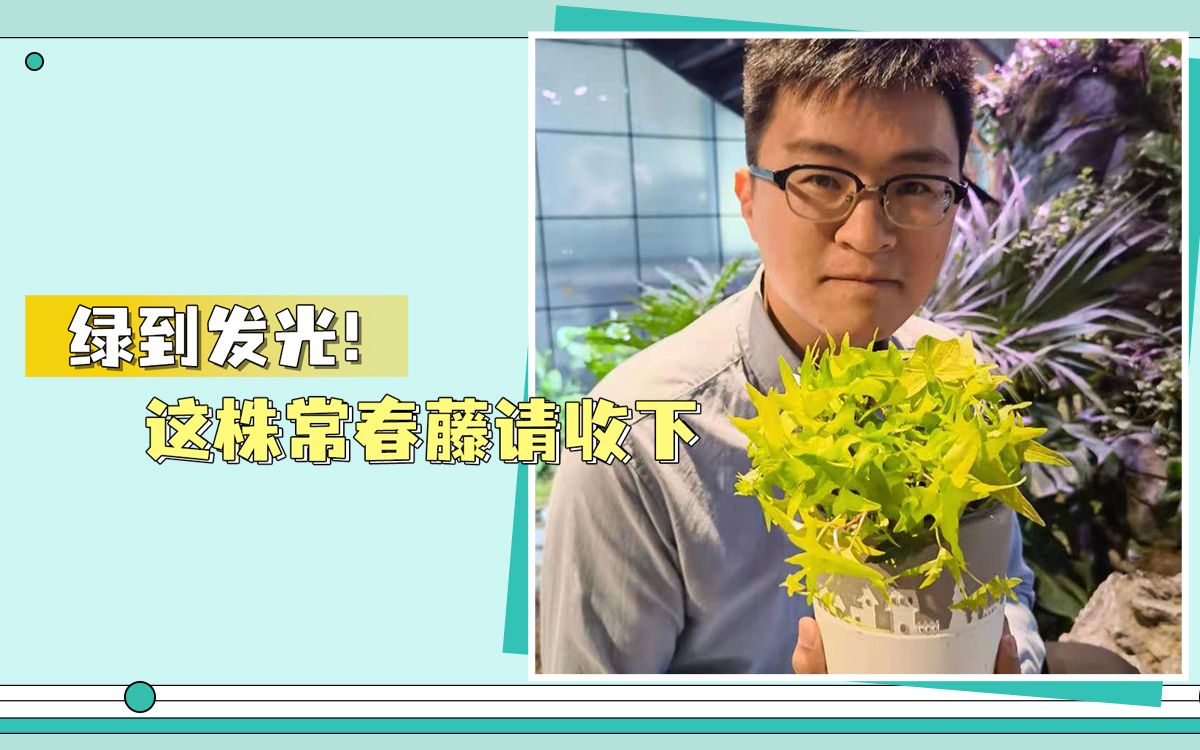 【植物养护分享】绿到发光!这株常春藤你认识吗?哔哩哔哩bilibili