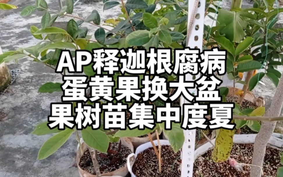 AP释迦根腐病,蛋黄果换大盆友果树苗集中度夏哔哩哔哩bilibili