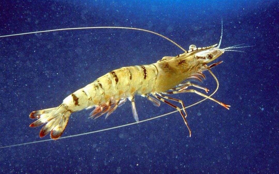 南美白对虾高产养殖技术 南美白对虾养殖大全 养殖的注意事项_哔哩