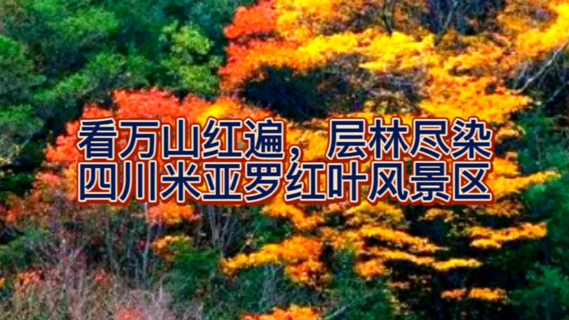 [图]看万山红遍，层林尽染，四川米亚罗红叶风景区