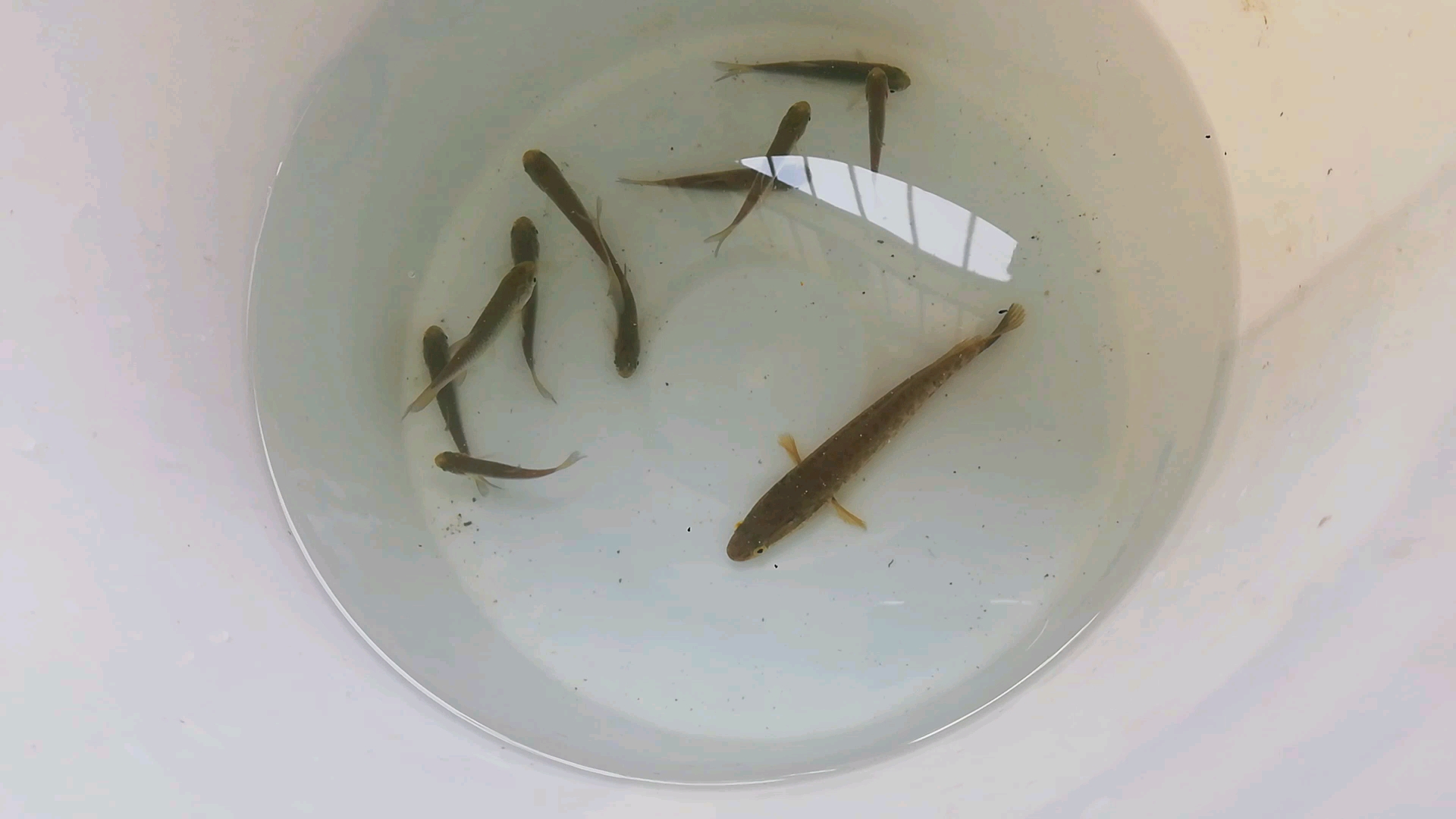 一条黑鱼与十条草鱼