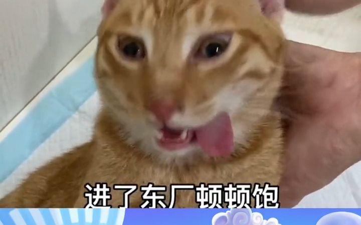 [图]拆蛋专家，你家的小猫咪要拆吗？听说能陪你更久点哦