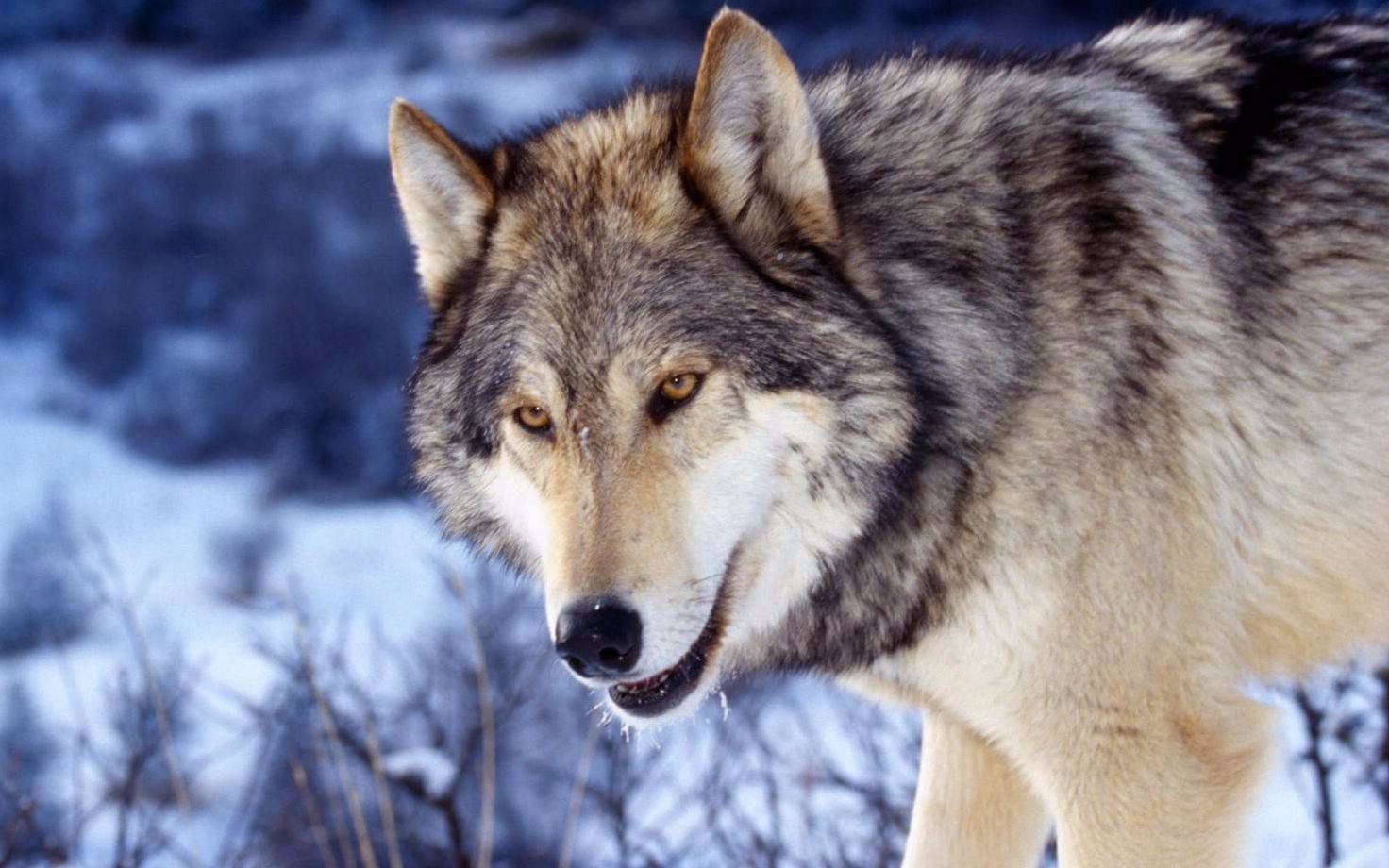 环形帝国circleempires格斗战场之狼