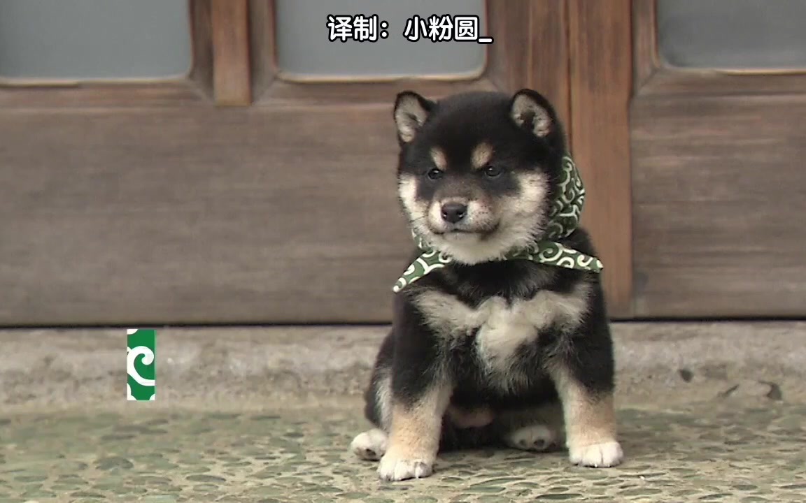 日本超萌豆助合集让柴柴小奶狗们治愈一下