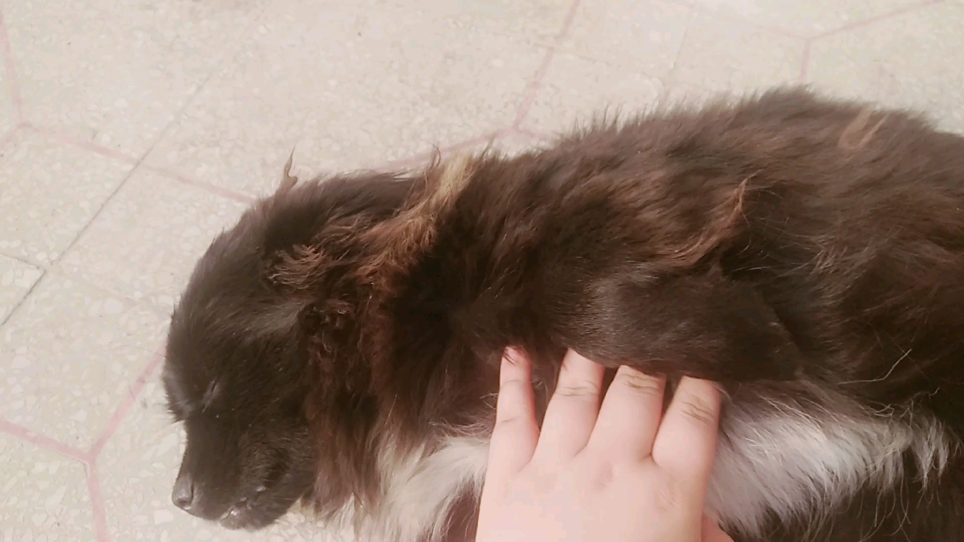 毛毛子_哔哩哔哩_bilibili