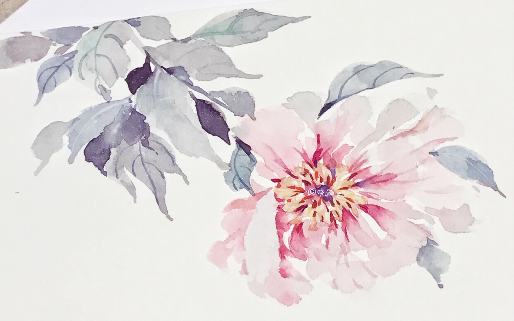 【晓涵水彩】芍药花