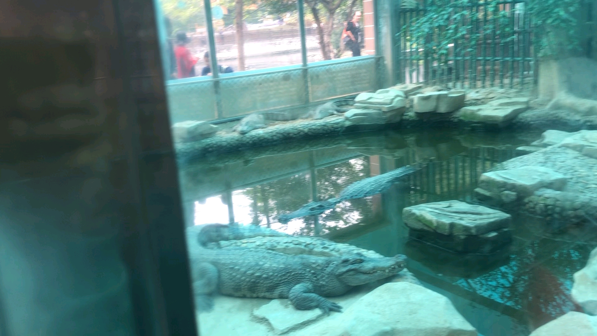 广州动物园的两爬馆太有实力了,探秘广动两爬馆