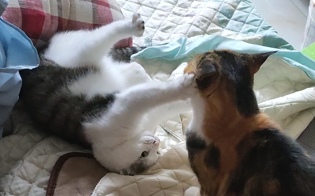 土猫包豆猫姐妹又是互相踹脸的一天