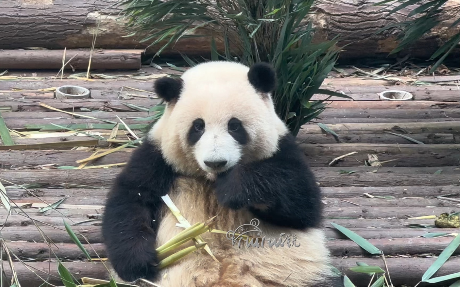 6.22最后一轮花花给麻麻看了几秒,就伴着爷爷喊多多的声音回家了.回家路上还要嗯嗯一下,然后小屁屁一扭一扭回去了哔哩哔哩bilibili