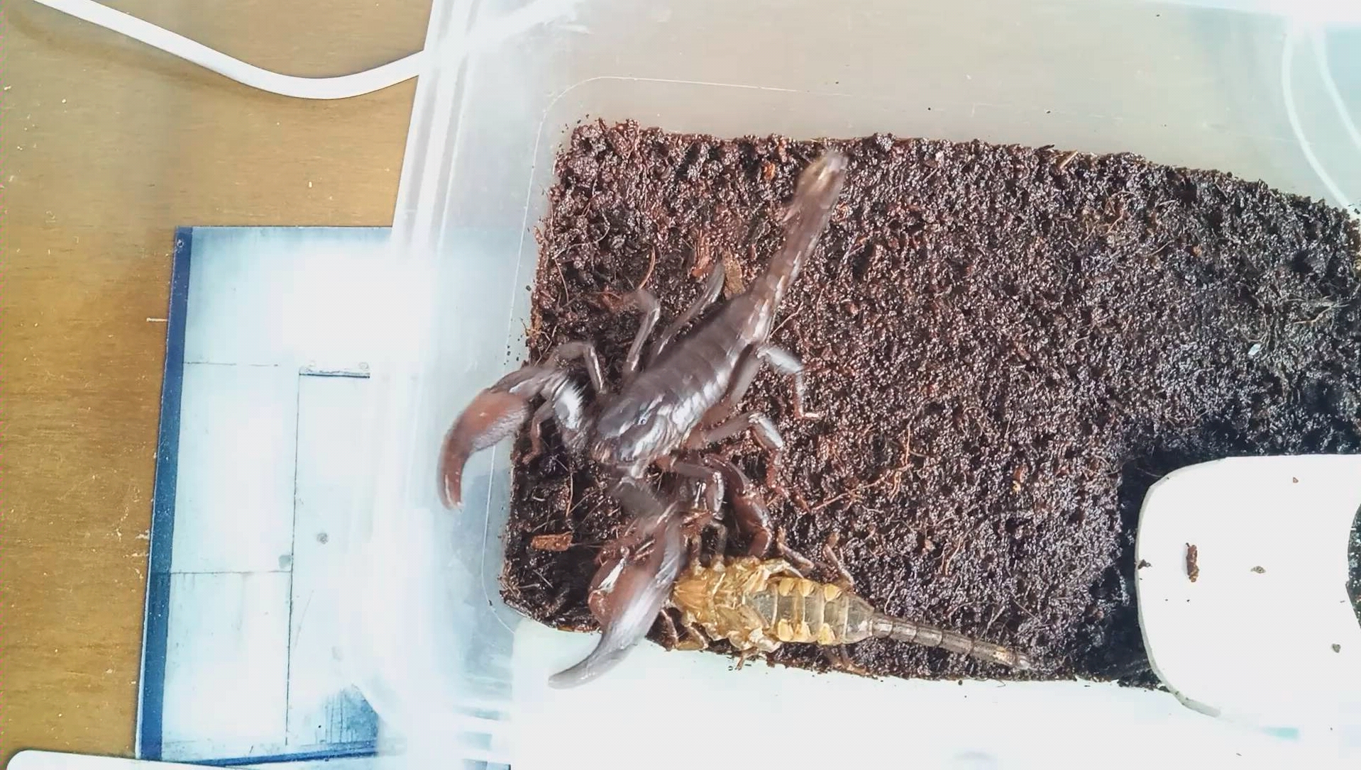 雨林蝎刚蜕皮就这么暴躁还行!