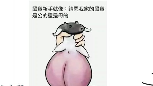 怎么看仓鼠的男女?很简单的啦!哔哩哔哩bilibili