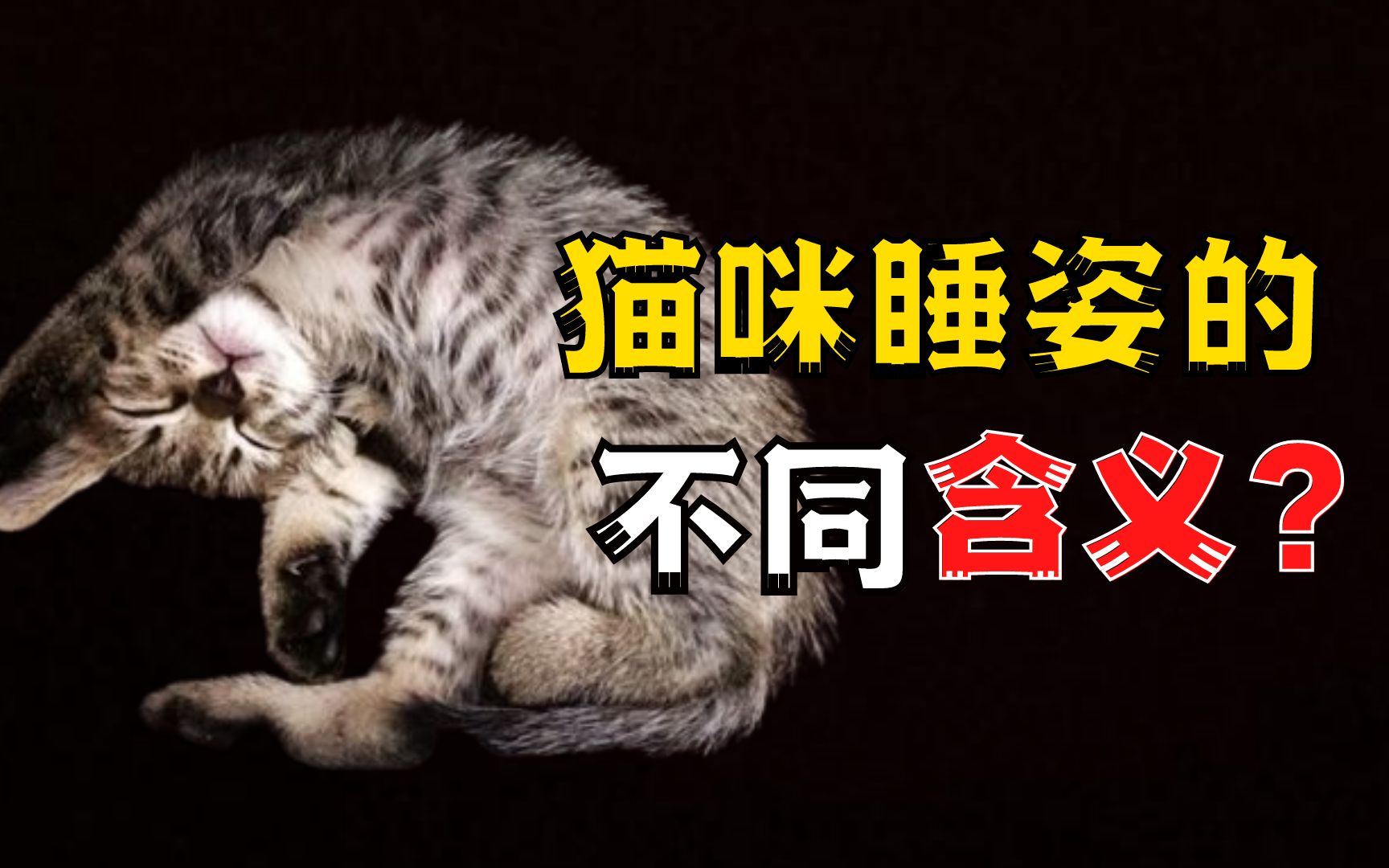 猫咪的睡姿千奇百怪,含义各不相同,你了解多少呢?哔哩哔哩bilibili