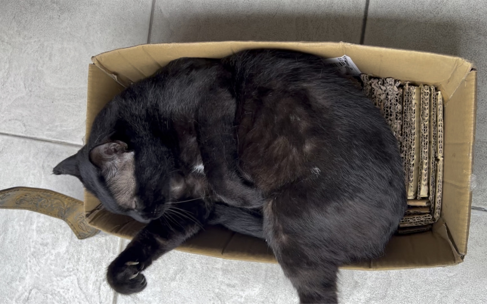 活动作品我崽黑黑胖胖