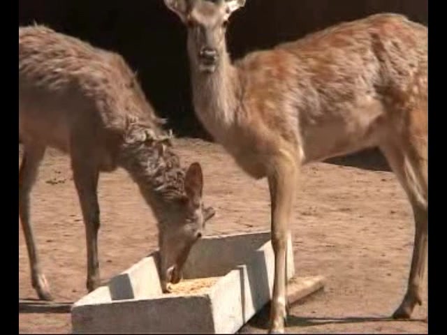 梅花鹿养殖技术 梅花鹿人工繁殖育种技术 综合养殖教程哔哩哔哩bilibili