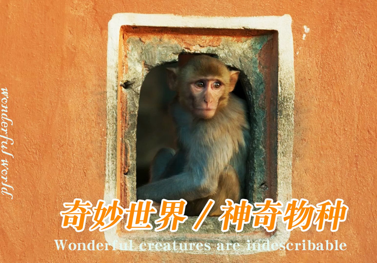 奇妙世界/神奇物种——长尾叶猴