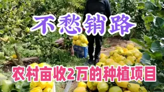 Descargar video: 农村冷门“暴利”种植，1亩收入2万，种30亩年入60万，不愁销路