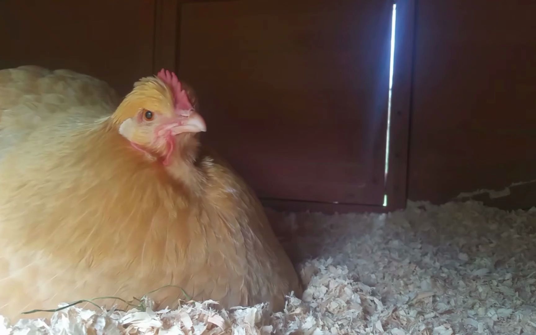 【奥平顿鸡】孵蛋中 请勿打扰 否则炸毛_哔哩哔哩_bilibili