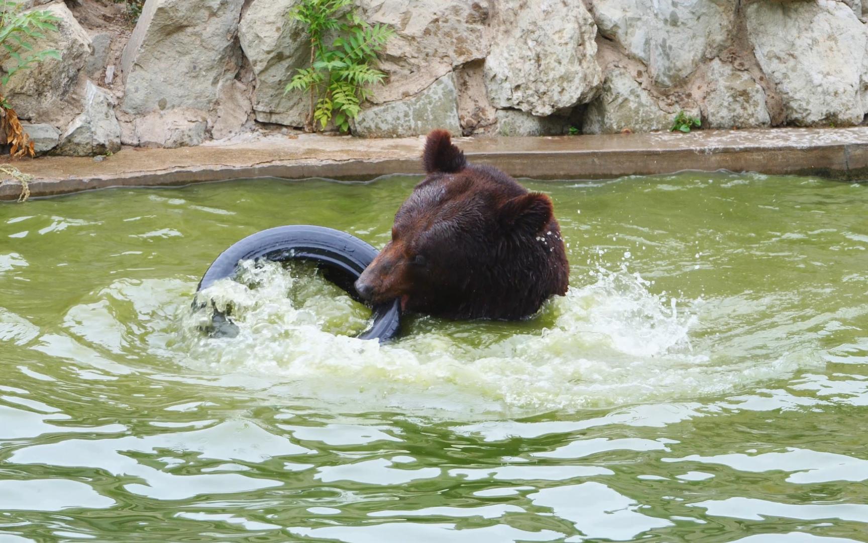 【东北棕熊】与心爱的大轮胎一起在泳池里起舞 胖熊熊好开心