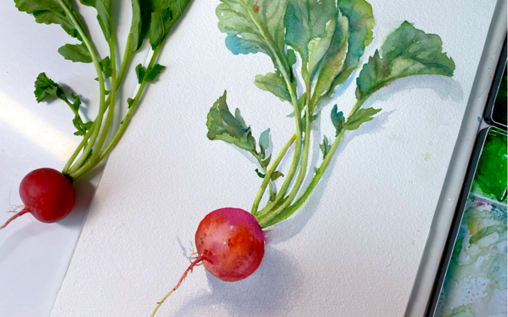 水彩速涂|樱桃萝卜,画出来很好看,不知道好不好吃,今晚尝尝.