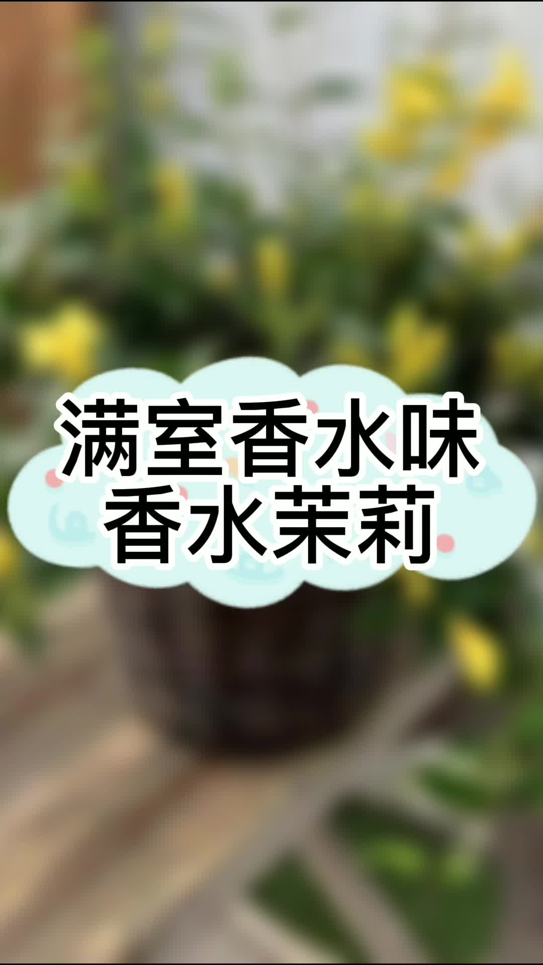 满室香水味香水茉莉哔哩哔哩bilibili