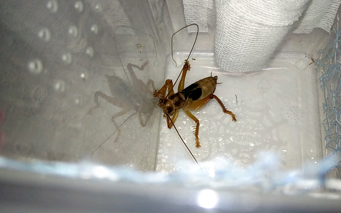 朦透翅蟋螽捕食樱桃蟑螂_哔哩哔哩_bilibili