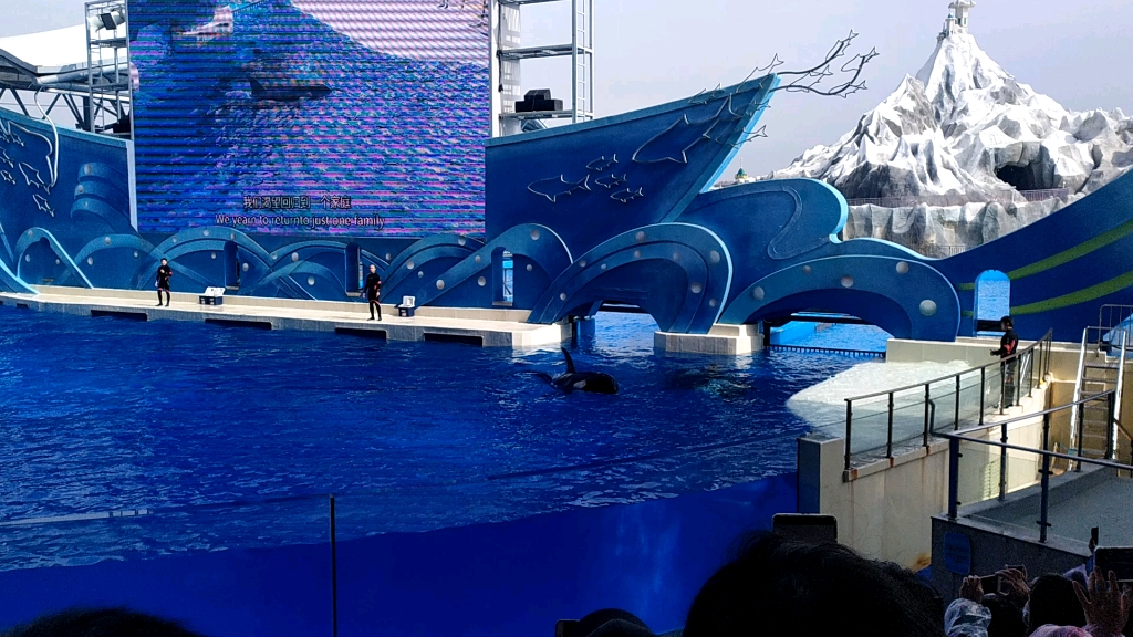 上海海洋公园.鲸鱼表演