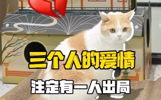 三只猫的爱情,注定有一只受伤哔哩哔哩bilibili