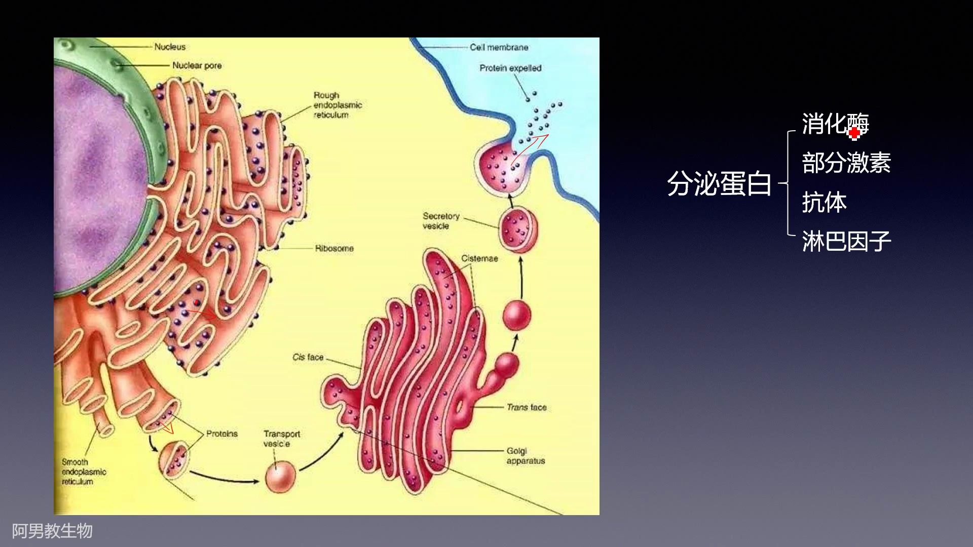 分泌蛋白+胞内蛋白哔哩哔哩bilibili