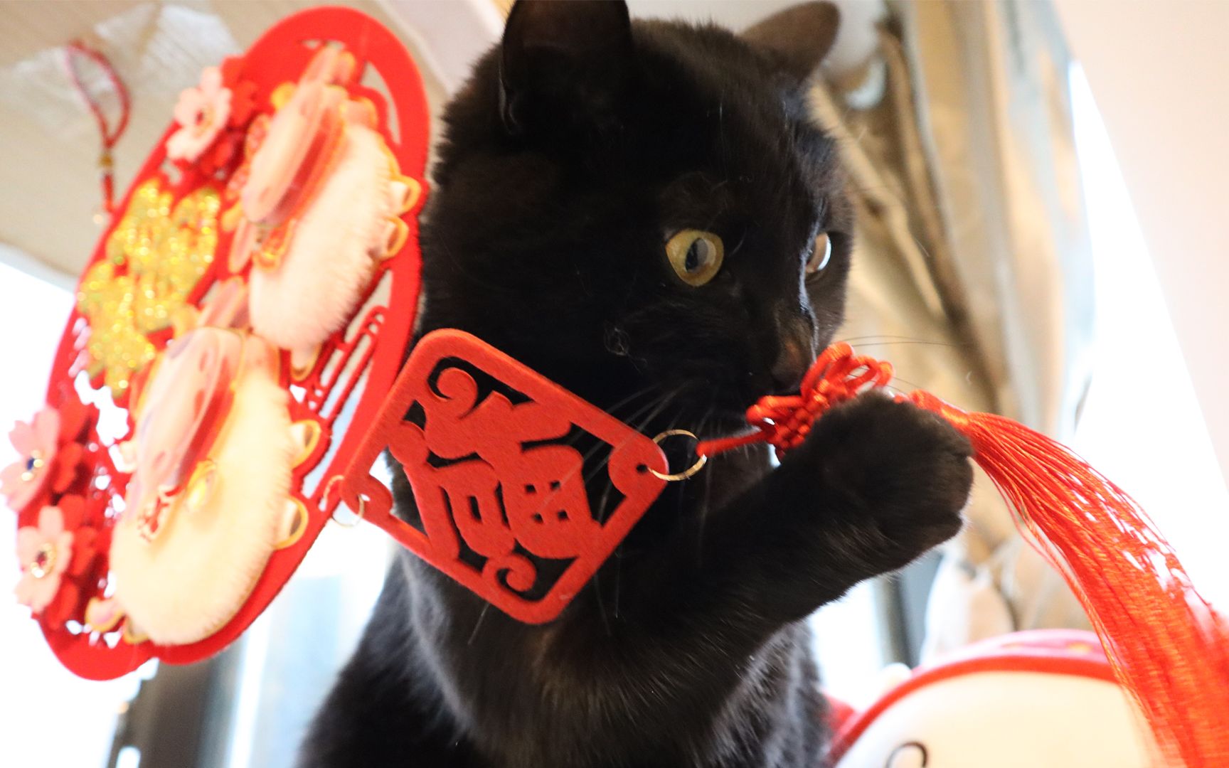 活动作品除夕铲屎官和猫咪一起贴福字猫请叫我无敌破坏王