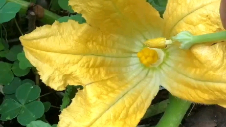 西葫芦人工授粉