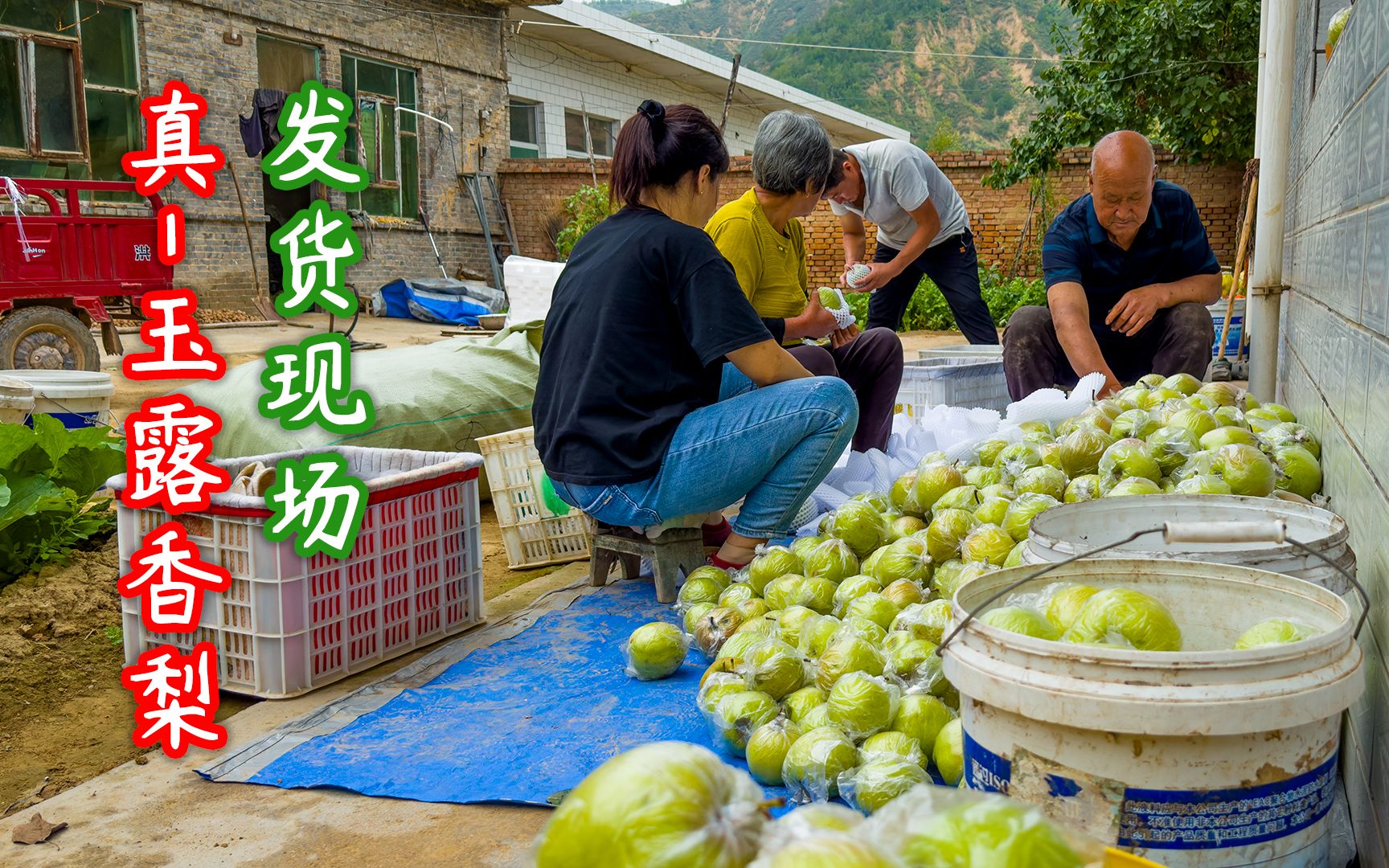 最后一次摘玉露香梨啦,依然脆甜多汁,一口咬下去直爆汁,好吃!哔哩哔哩bilibili