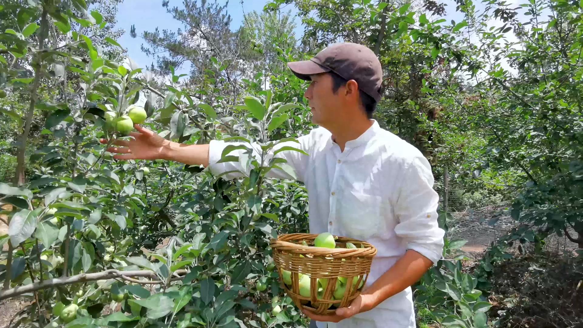 [图]2020.6.18这种清脆爽口的青苹果不知道大家吃过没有？