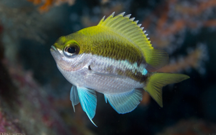 冈村光鳃鱼chromis okamurai