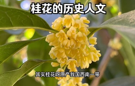 文化底蕴深厚的桂花是如何被古人从月亮上“移栽”人间的?哔哩哔哩bilibili