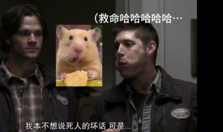 仓鼠dean!超可爱!(而且磕点是这是sam眼中的哥宝!