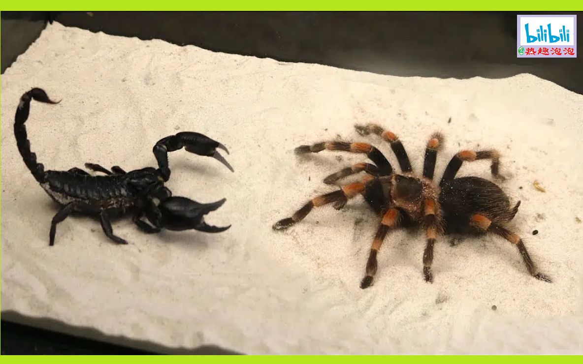 蝎子和大蜘蛛的战斗!
