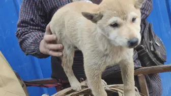 中华田园犬 长着 眉毛 的小狗狗 哔哩哔哩 Bilibili
