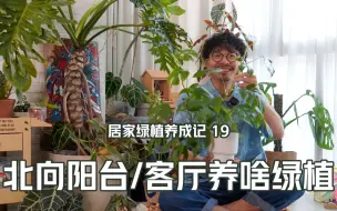 Download Video: 北向阳台和客厅可以养什么植物？南北方都有