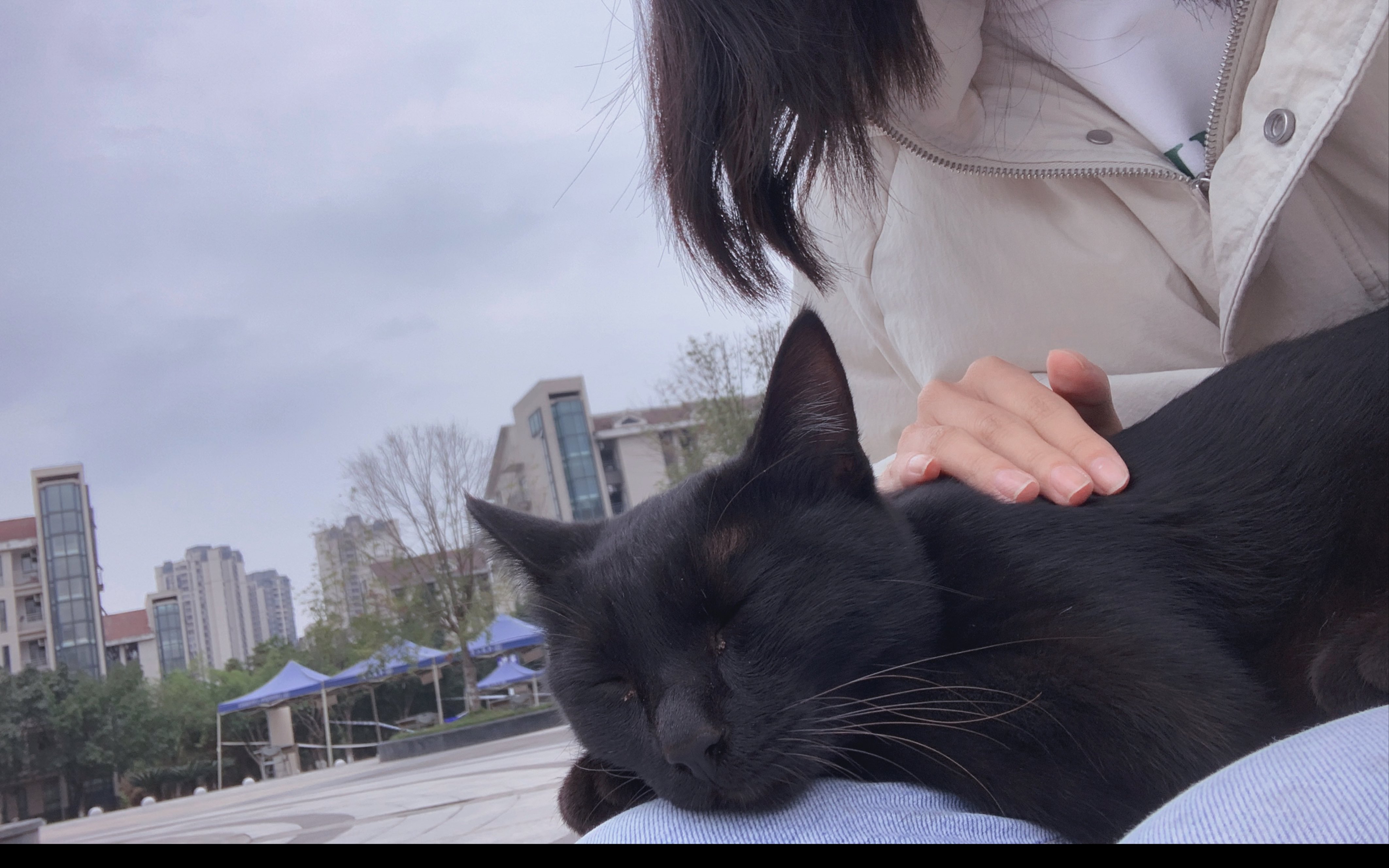 [图]被黑猫麻麻贴贴的一天