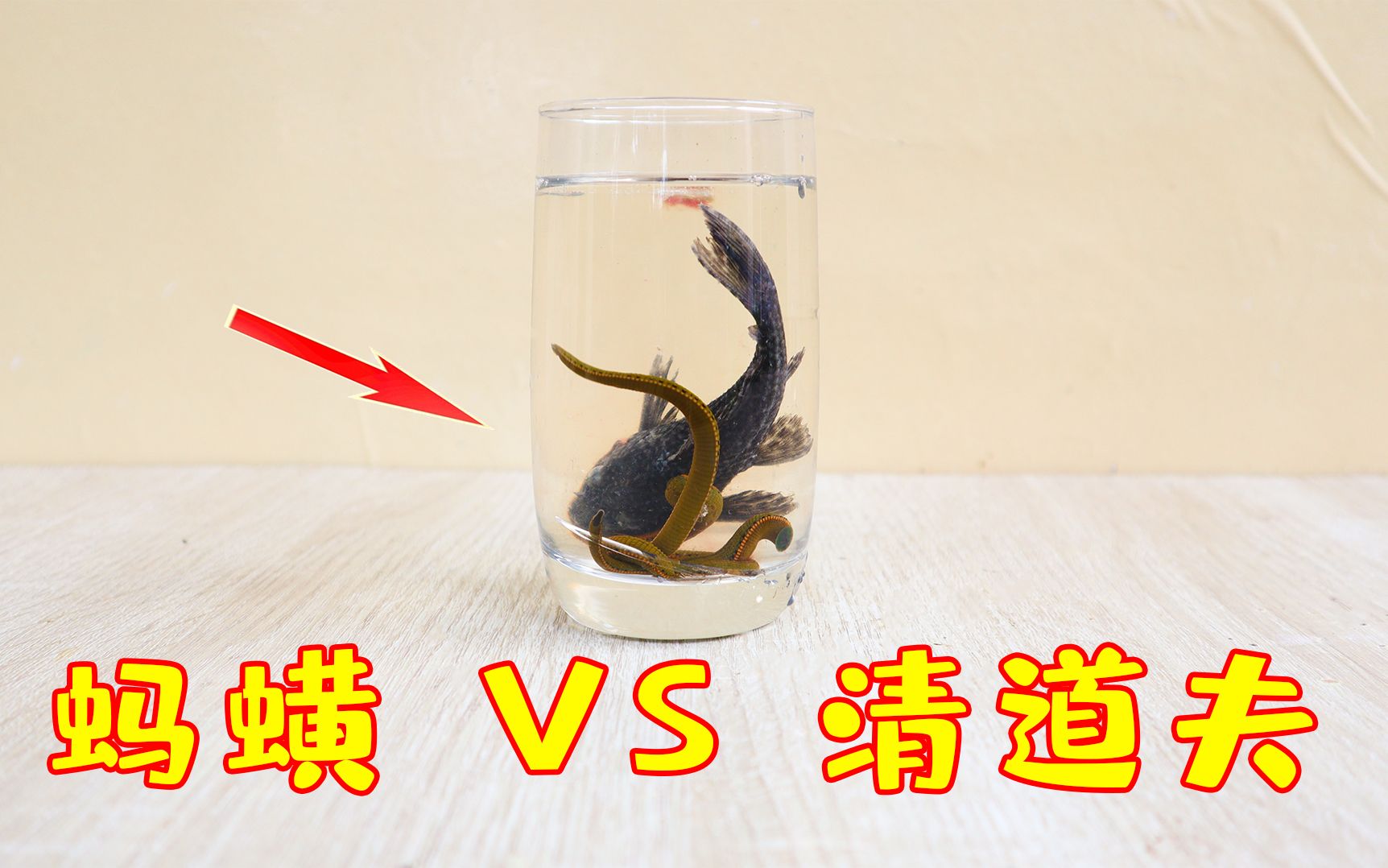 水蛭vs清道夫图片