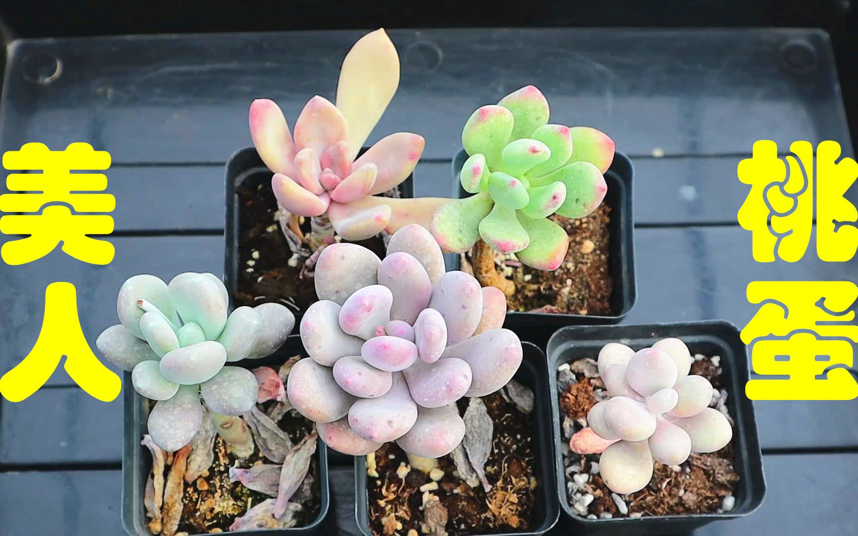 活动  【科普向】美人和桃蛋 星美人和桃美人桃蛋很多肉友区分不出来