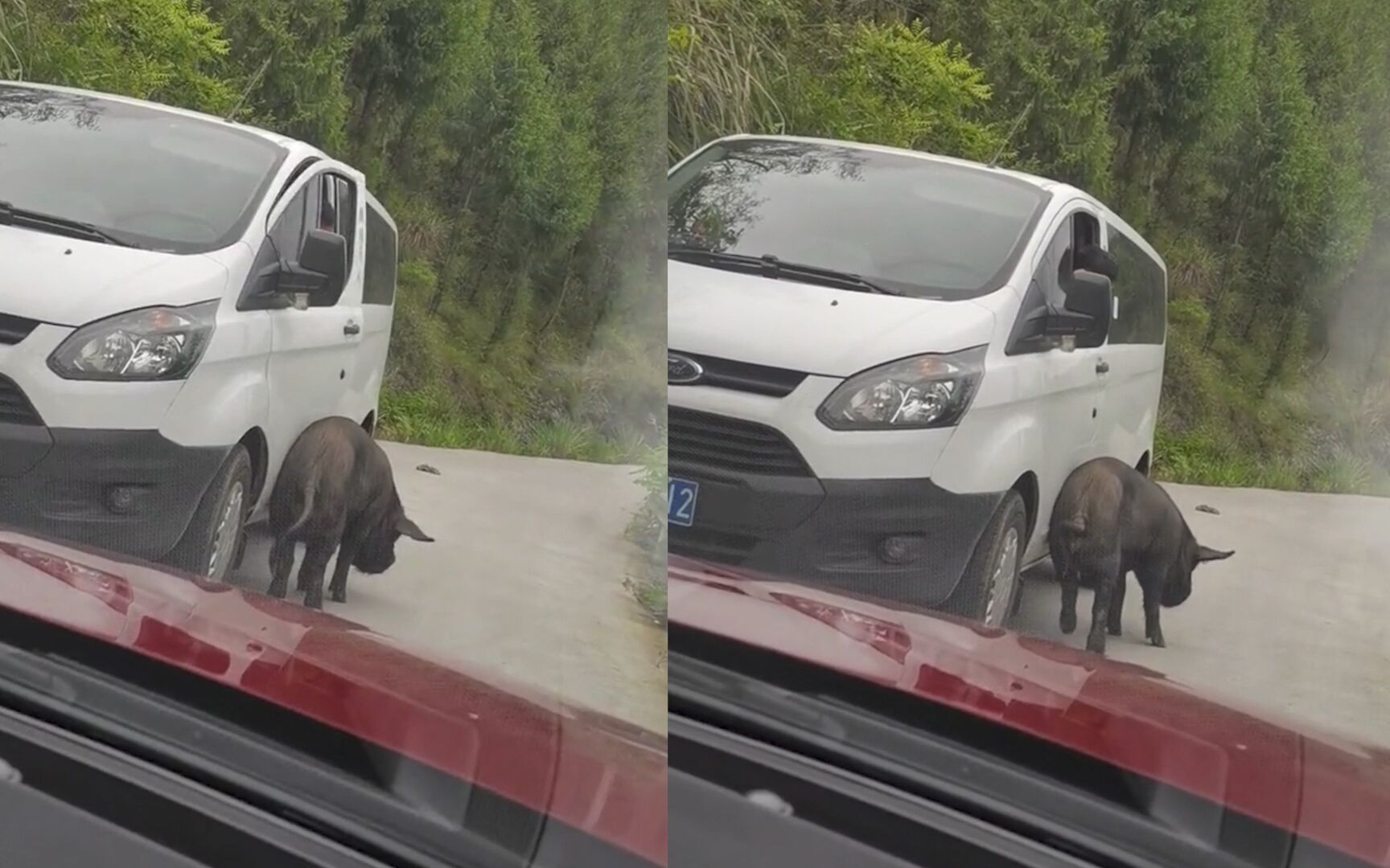 笑翻!男子靠边停车竟被过路猪“碰瓷” 猪屁股顶着车门下车艰难哔哩哔哩bilibili