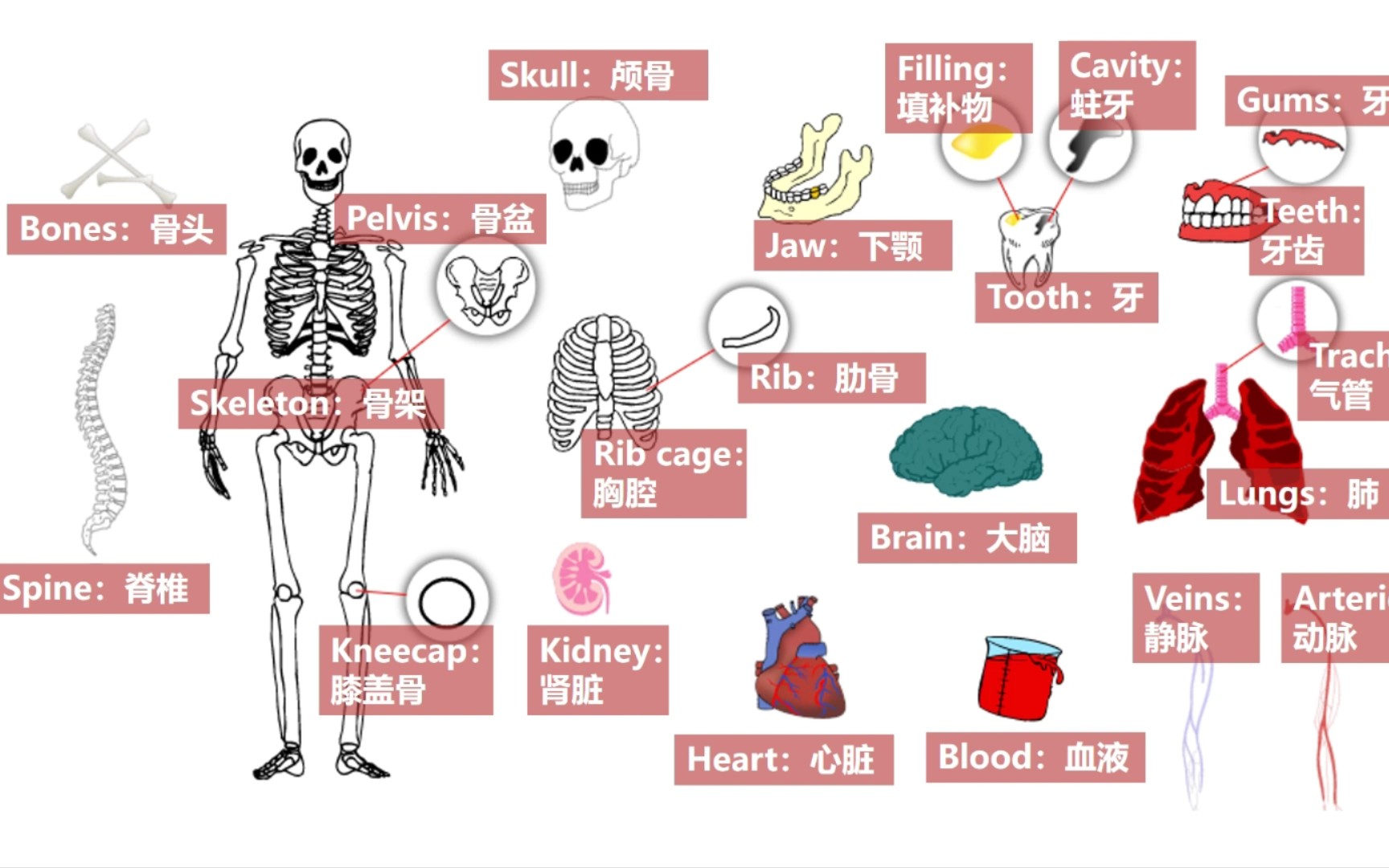 [图]【分类词汇】英语:人体组织器官与骨骼相关词汇汇总