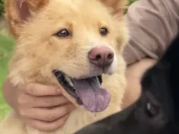 土松--中华田园犬里的满分小狗吖