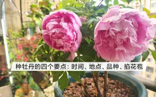 Download Video: 牡丹种植需要注意的四个要点：时间、地点、品种、抹花苞！大家和我一起学习起来吧！